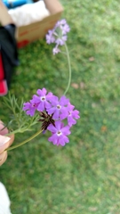 Verbena pulchella