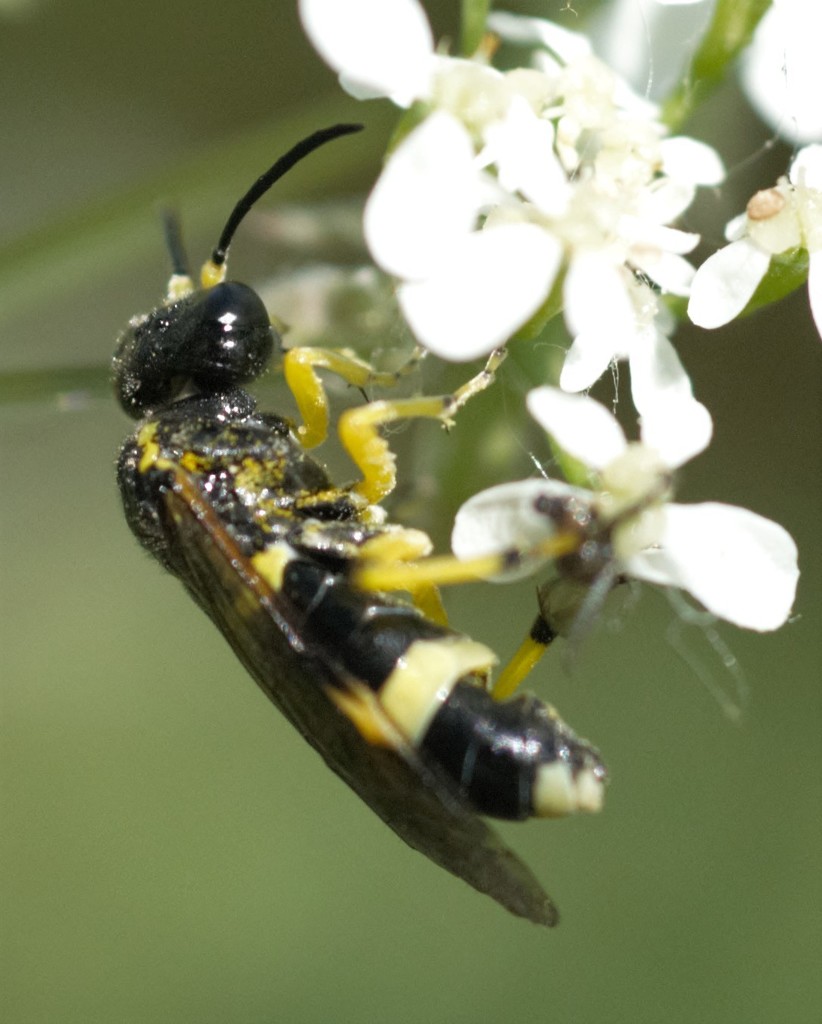 Zonuledo