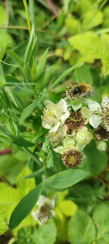 Common Carder Bumble Bee