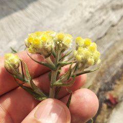 Pseudognaphalium viscosum