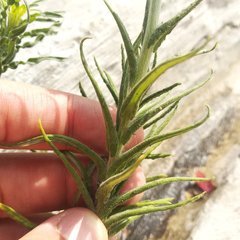 Pseudognaphalium viscosum