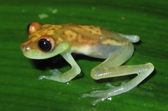 Boana nympha