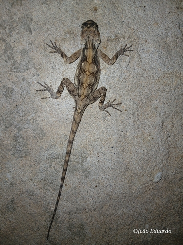 Mozambique Agama