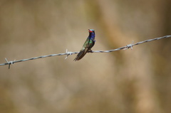 Cynanthus doubledayi