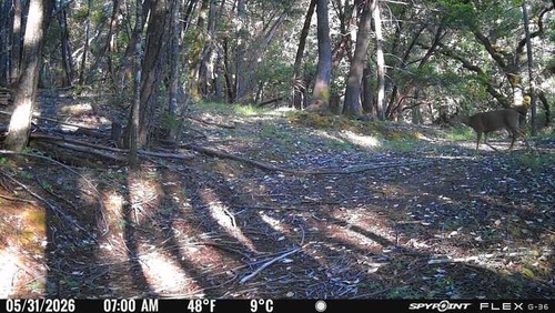 Mule Deer