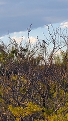 Campylorhynchus brunneicapillus