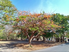 Delonix regia image