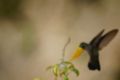 Cynanthus doubledayi