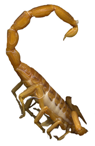 Mediterranean Checkered Scorpion