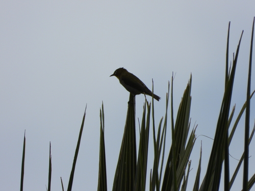 Zosterops japonicus observed 2026-05-28