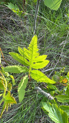sensitive fern
