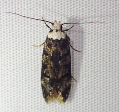 Endrosis sarcitrella