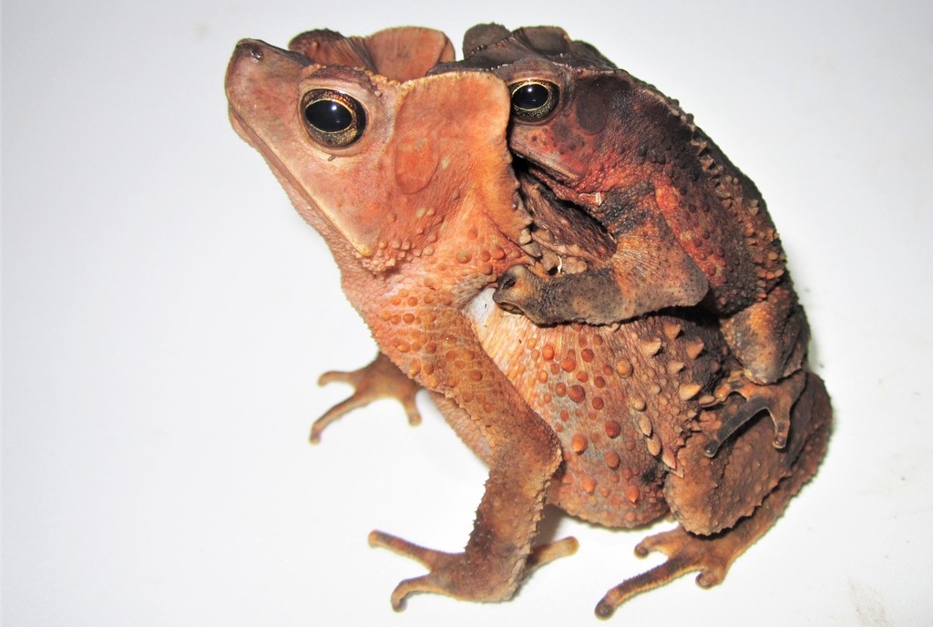 Roque's Toad
