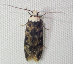 Endrosis sarcitrella