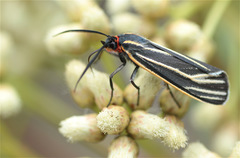 Ctenucha