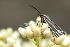 Ctenucha
