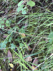 Melica californica