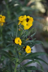 Erysimum × cheiri