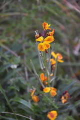 Erysimum × cheiri