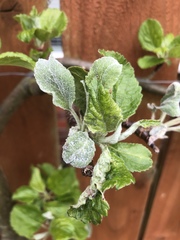 Podosphaera leucotricha