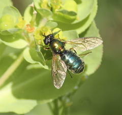 Chloromyia formosa
