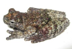 Dendropsophus marmoratus