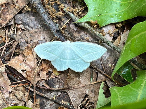 Pale Beauty