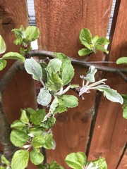 Podosphaera leucotricha