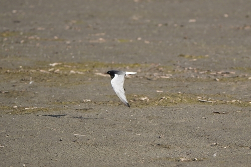 iNaturalist image