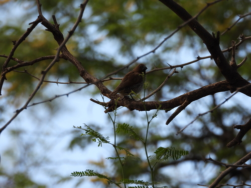 Lonchura punctulata observed 2026-05-28