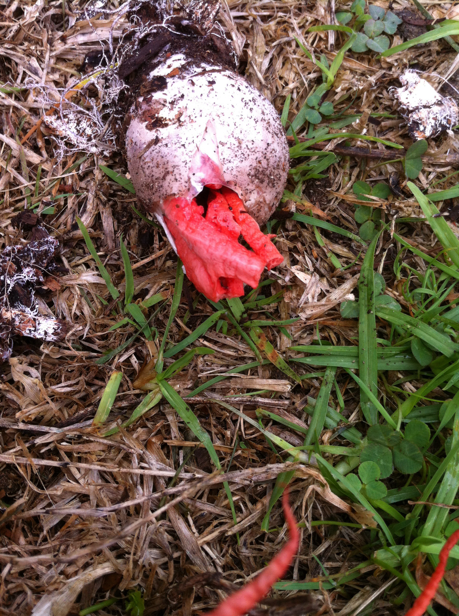 Clathrus image