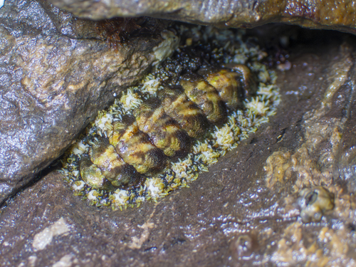 Nuttallina fluxa, 2026-05-31