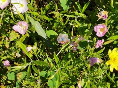 Echinargus isola