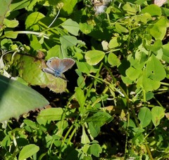 Echinargus isola