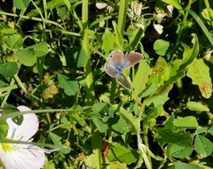 Echinargus isola