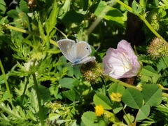 Echinargus isola