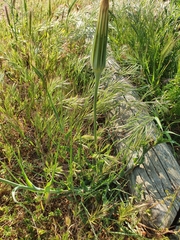 Tragopogon porrifolius porrifolius