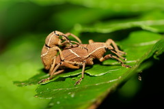 Cryptoderma formosense