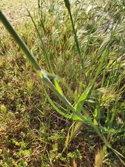 Tragopogon porrifolius porrifolius