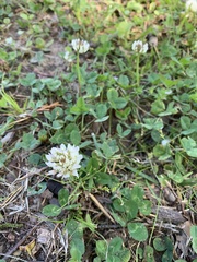 Trifolium repens