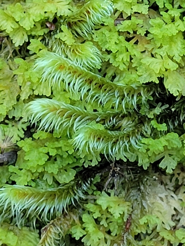 Breutelia elongata observed 2026-05-30