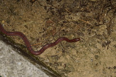 Oreocryptophis porphyraceus
