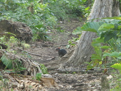 Dasyprocta fuliginosa