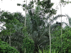 Cocoseae