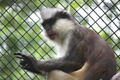 Crested Mona Monkey photo 5