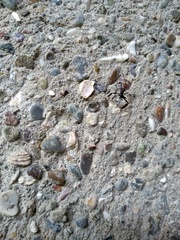 Acanthocephalini