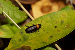 Abscondita cerata