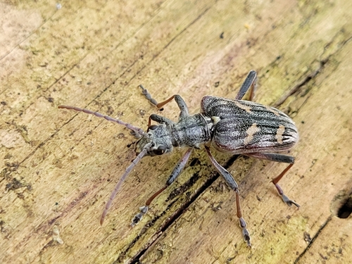 Two-banded Longhorn Beetle, 9244 CJ Beetsterzwaag, Nederland, photo 9 of 10