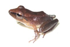 Pristimantis conspicillatus