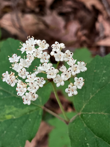 mapleleaf viburnum